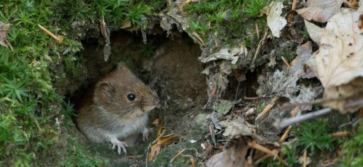 Bank Vole