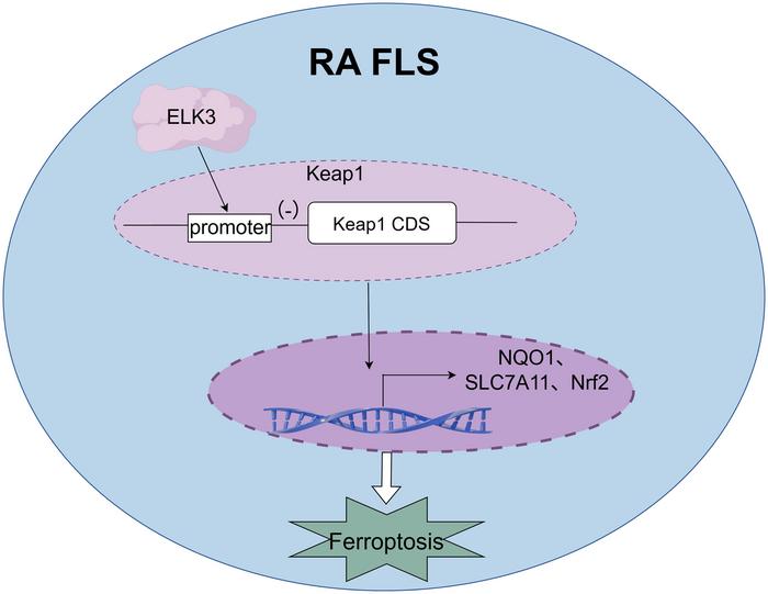 ELK3 inhibits its transcriptional activity by binding to the kelch-like ECH-associated protein 1 (Keap1) promoter, affecting the expression of ferroptosis-related molecules