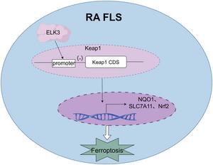 ELK3 inhibits its transcriptional activity by binding to the kelch-like ECH-associated protein 1 (Keap1) promoter, affecting the expression of ferroptosis-related molecules