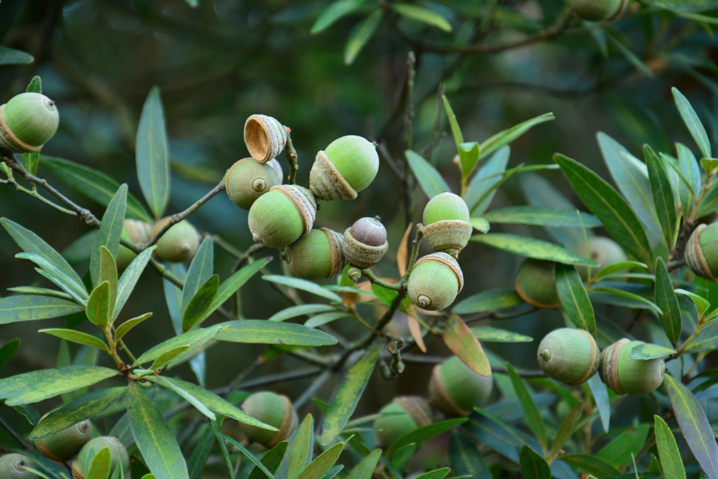 Quercus bambusifolia