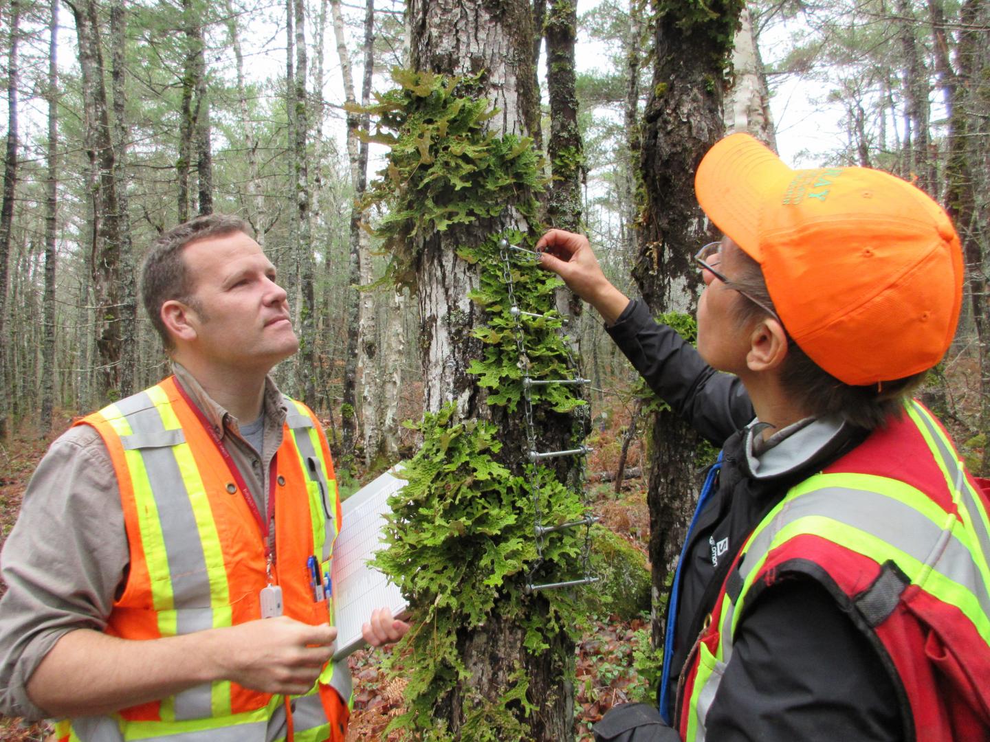 Examining lichens -- Forest in Kejimkujik Park