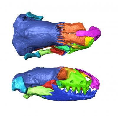 Blanus Mendezi Skull