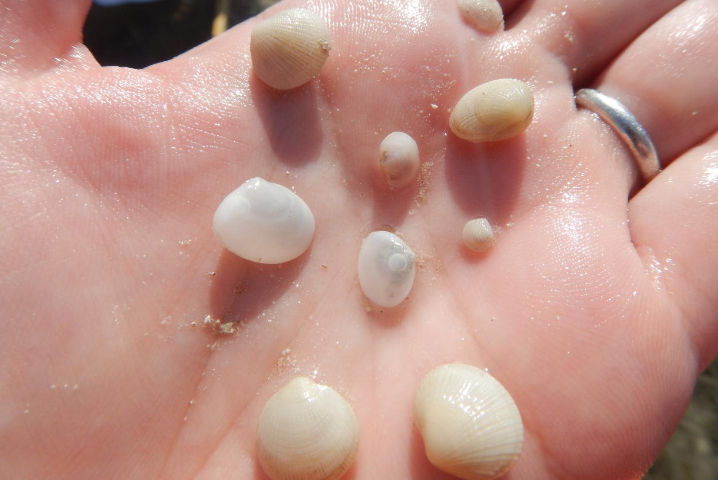 Barbara Campbell Lucinid Clams