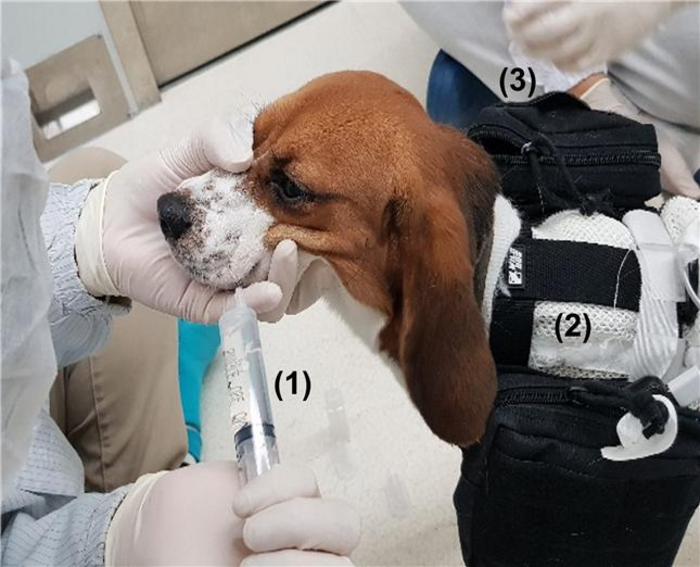 Ogtt experiment on beagle usin image eurekalert science news releases