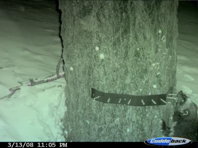 Additonal Evidence of Wolverine Found in the Tahoe National Forest