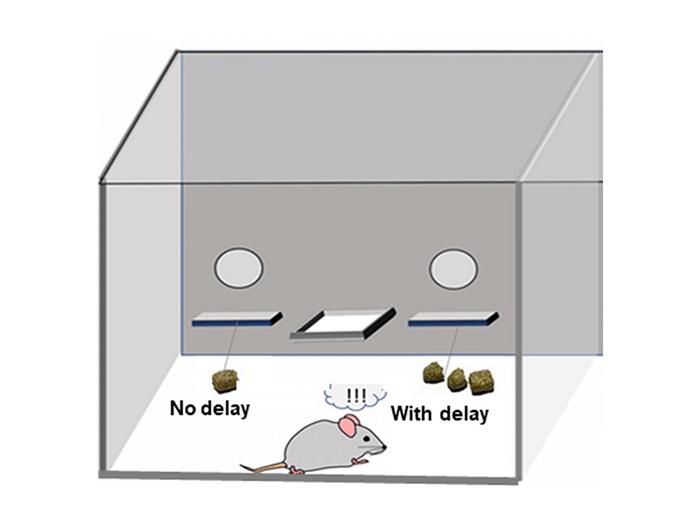 Schematic of impulsivity task.