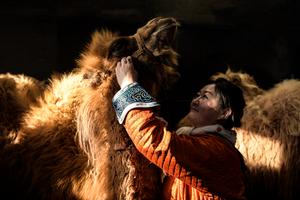 Nomadic communities in Mongolia