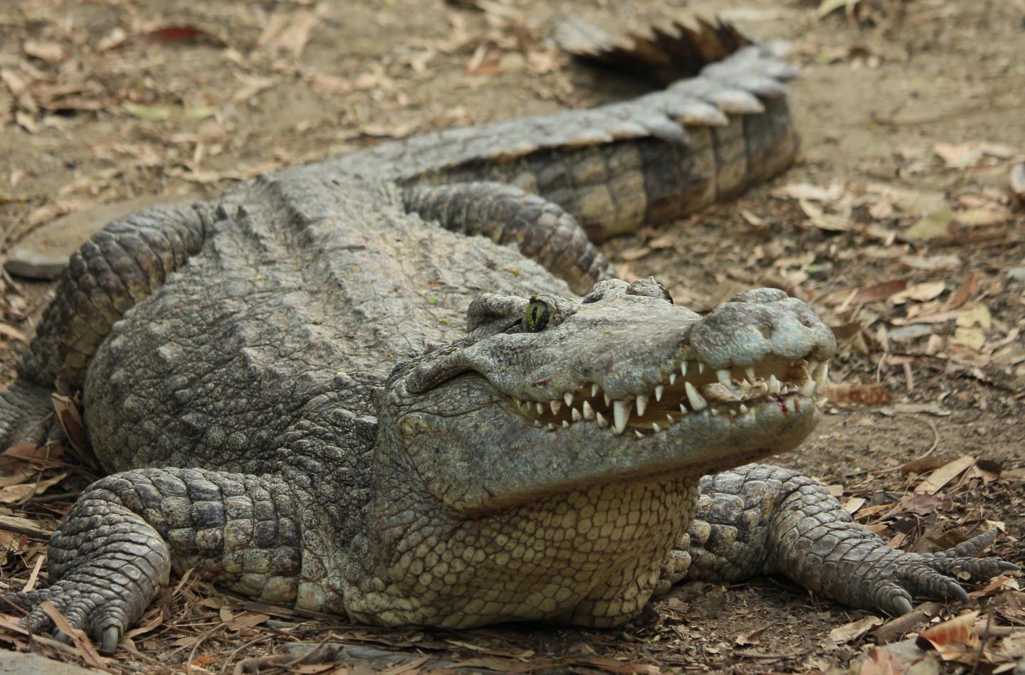 Modern crocodile