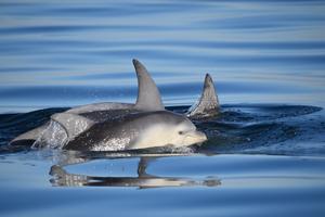 Burrunan dolphins