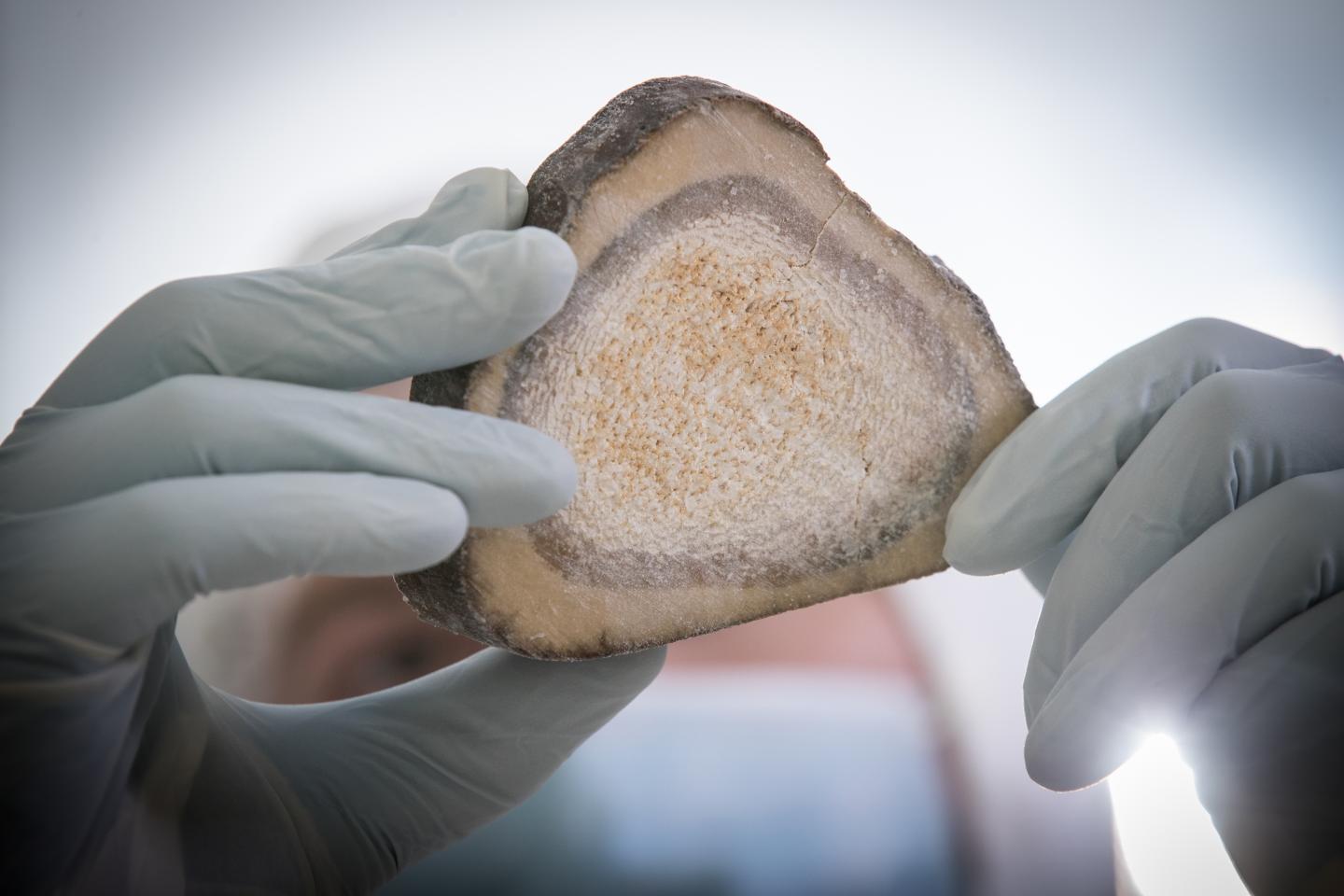 Close Up of Tibial Cross Section from Permafrost Preserved Woolly Mammoth