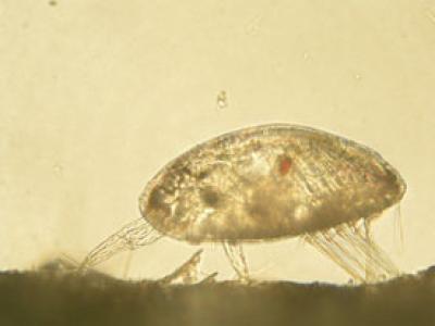 Larva of a Barnacle, Examining a Surface
