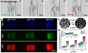 Two potential applications based on 4D printed customized hydrogels design of microstructures