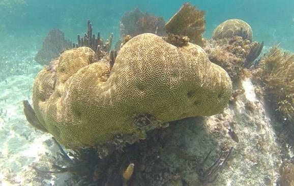 Cancun Coral Reef