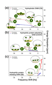 Figure 1: Bacterial adhesion on self-assembling monolayers (SAMs)