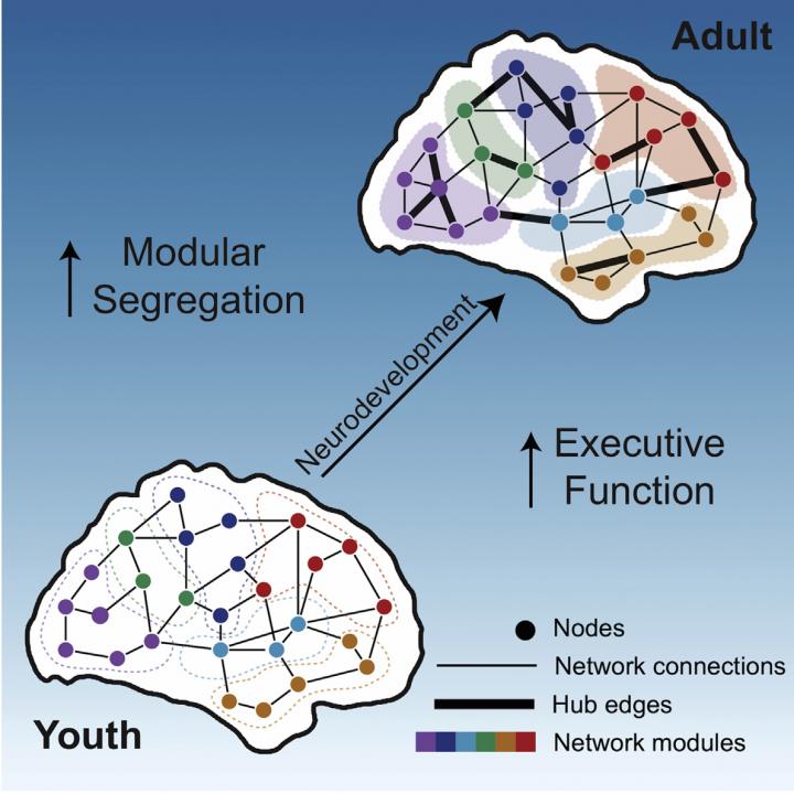 Modular Yet Integrated Brain Networks