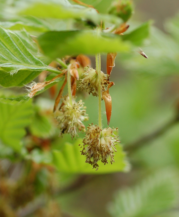 Male inflorescences of beech