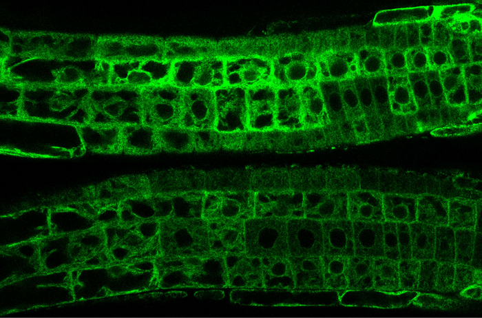 PILS6 proteins (green) in the root tip