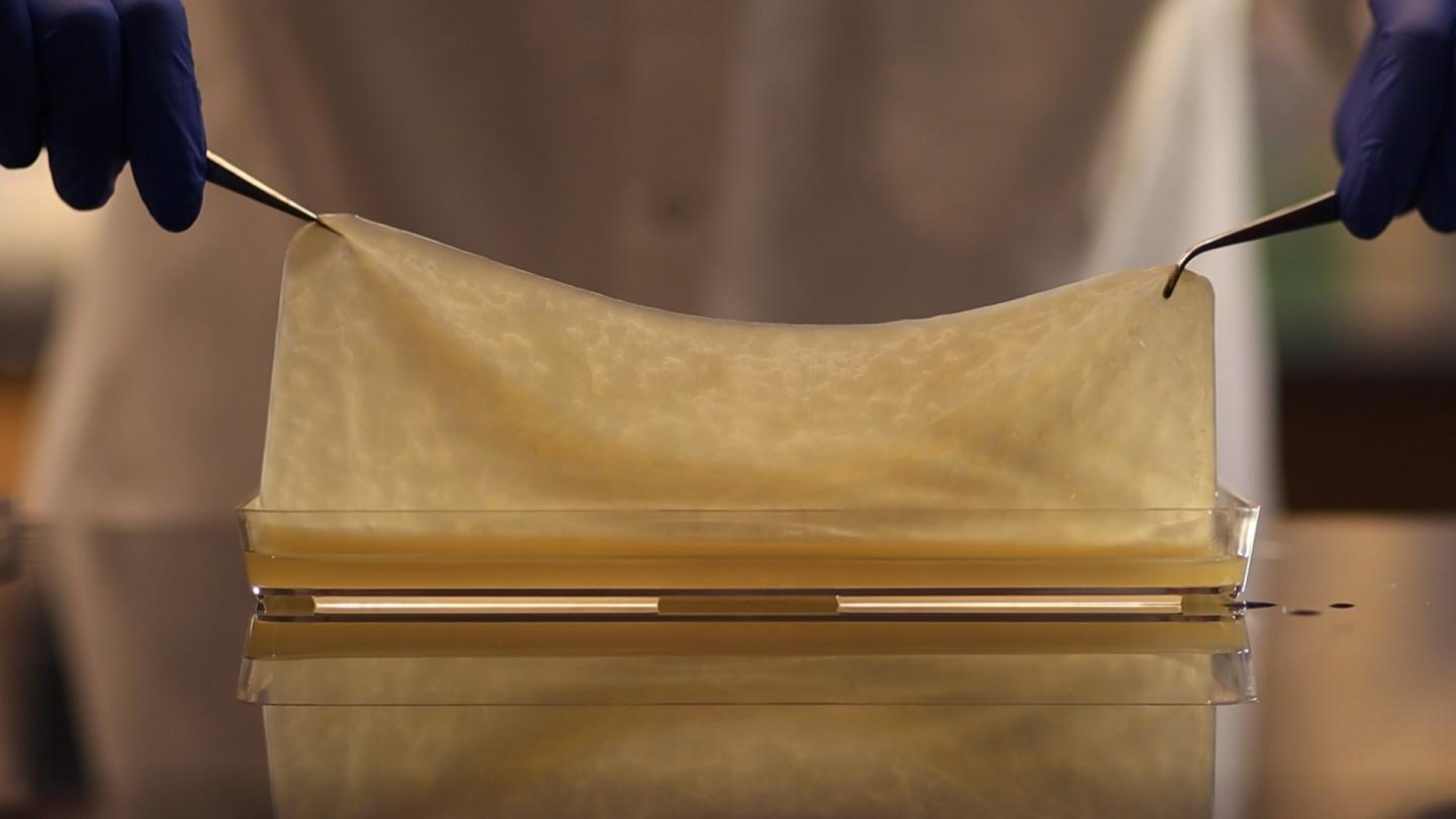 Kombucha Tea Sparks Creative Materials Research Solution