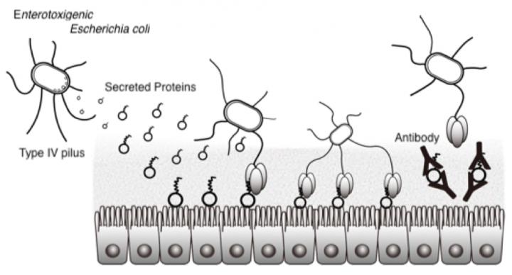 Fig.1