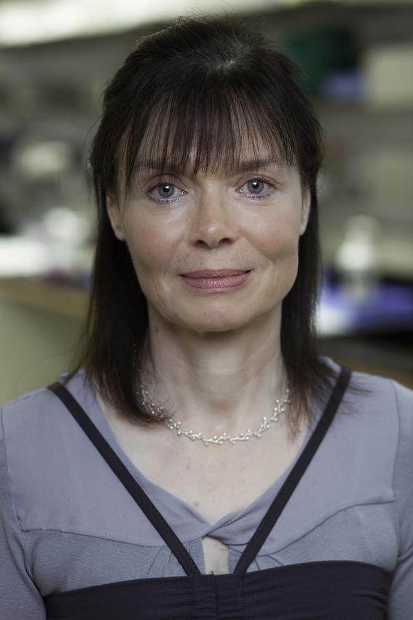 In a dish, a mouse, crafted from stem cells, begins to form