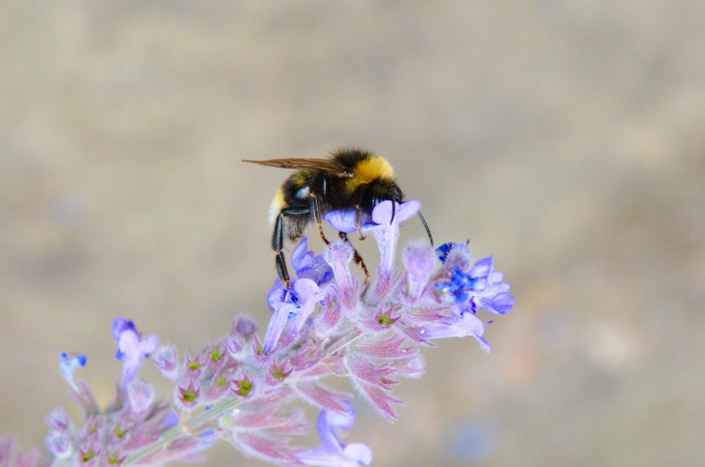 Bumblebee in a Flower (2 of 2)
