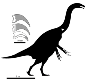 Claws and life reconstruction of Paralitherizinosaurus japonicus