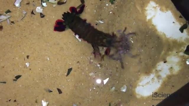 Surprising Materials Power the Mantis Shrimp's Famous Punch