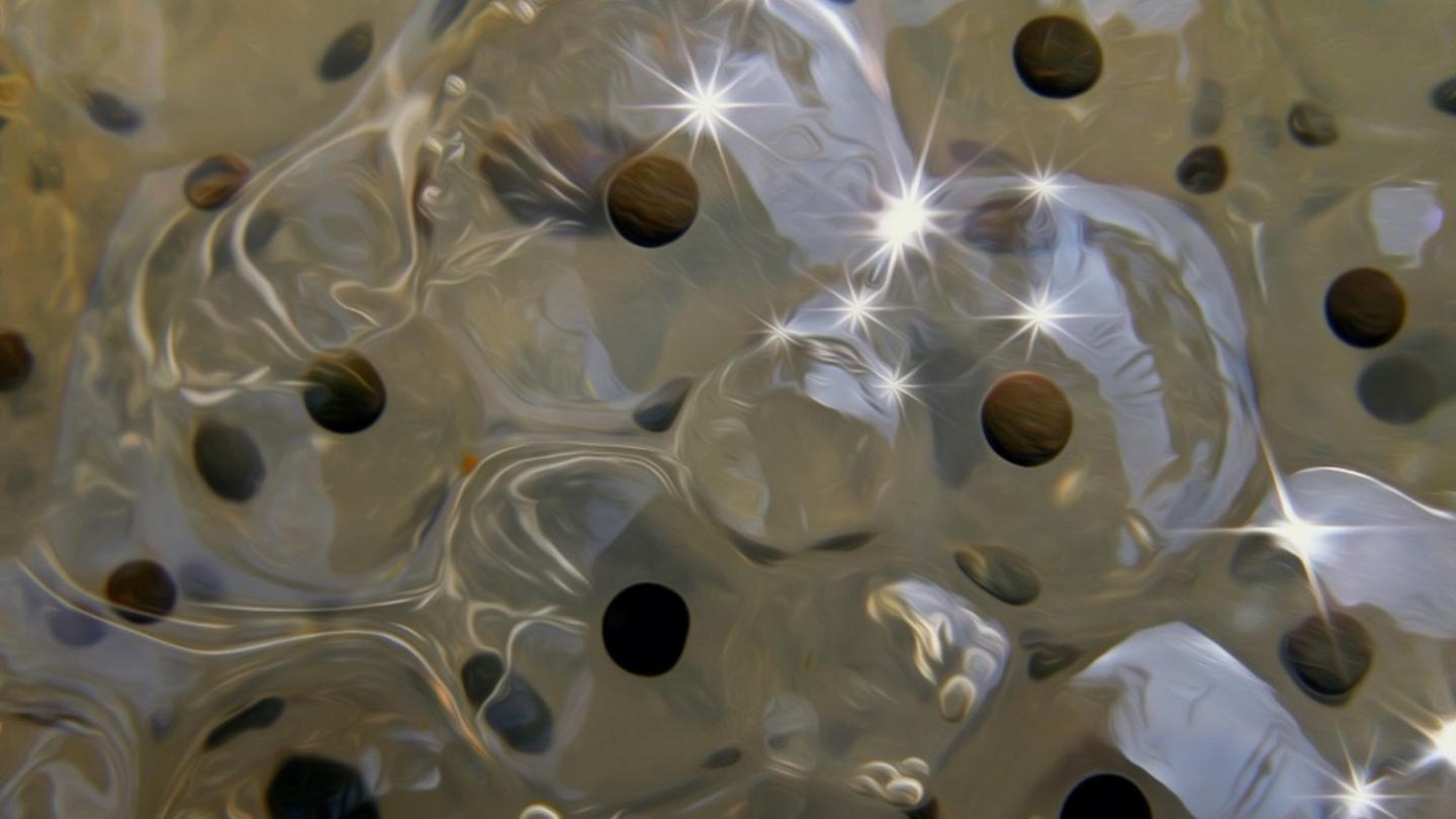 Frog eggs