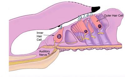 Cross-section of Cochlea
