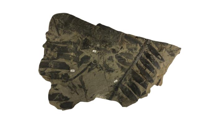 Nanaimo Cycad Fossil