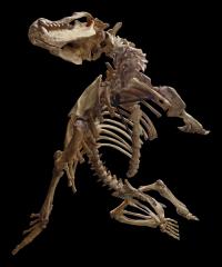 Allodesmus Skeleton