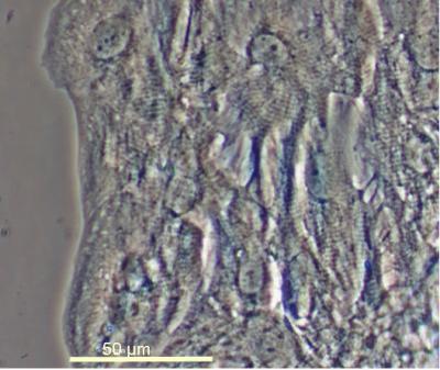 Human Embryonic Stem-cell Derived Cardiomyocytes Maturing at 150 Days