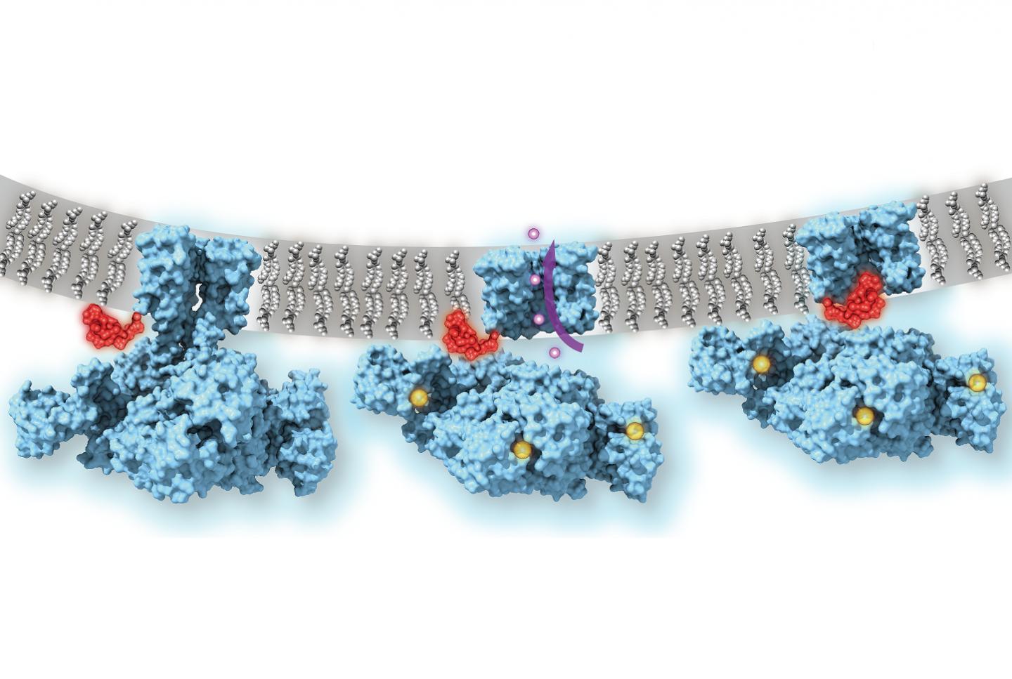 Calcium-Gated Potassium Channel MthK in Closed, Open and Inactivated States, from Left to Right