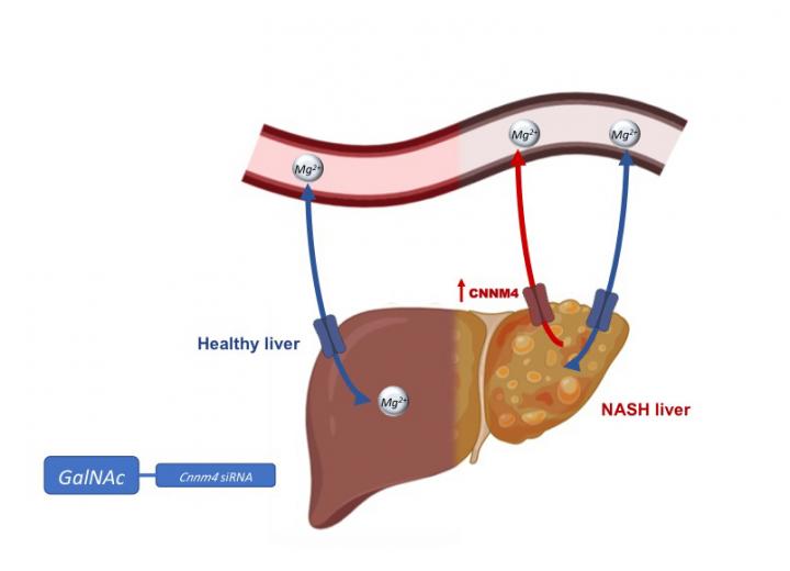Protein Controlling Magnesium Identified as Therapeutic Target for Non-alcoholic Fatty Liver Disease