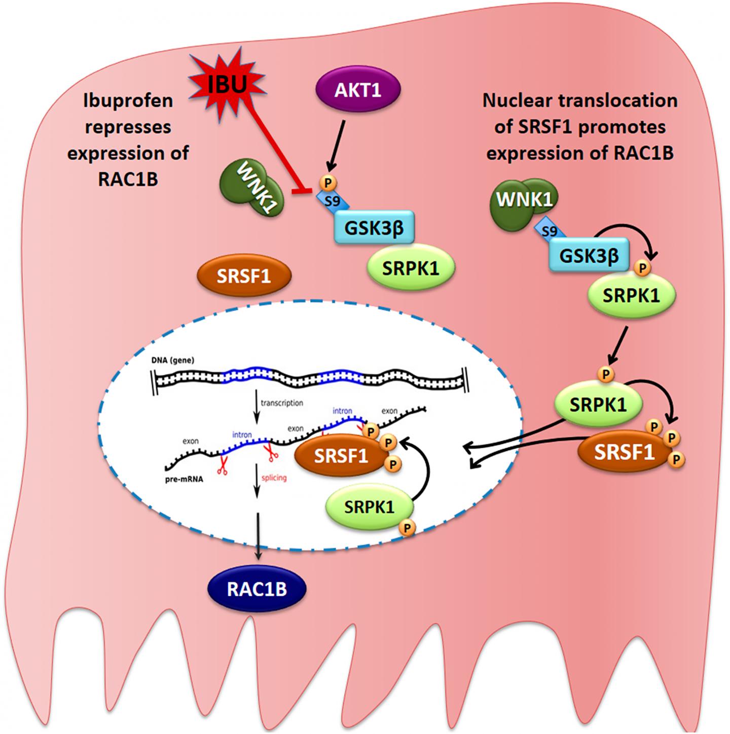 Oncotarget Ibuprofen disrupts protein comple EurekAlert!