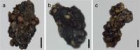 Parasitic Plants Rely on Unusual Method to Spread Their Seeds (Fig. 5)