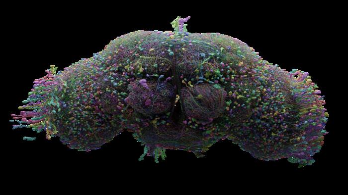 Fruit fly connectome