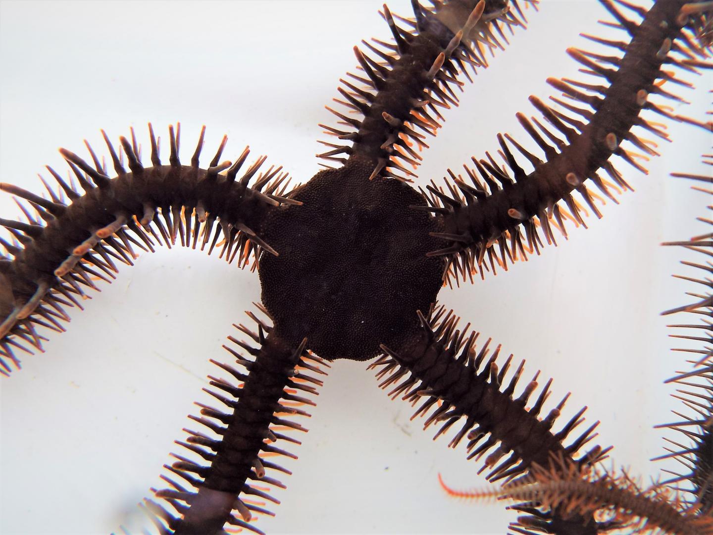 The Red Brittle Star, Ophiocoma wendtii