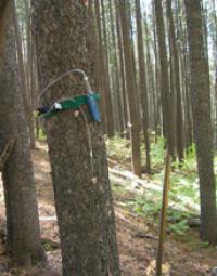 Sampling Device on a Bark Beetle-Infested Lodgepole Pine Tree