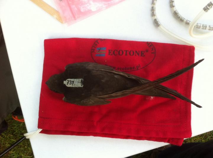 Common Swift with Microdata Log