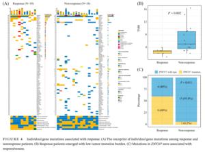 The impact of ZNF217 mutation and TMB on treatment response