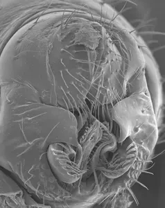 Drosophila melanogaster terminalia 2.jpg