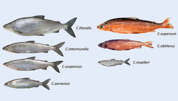 Seven newly described species of whitefish