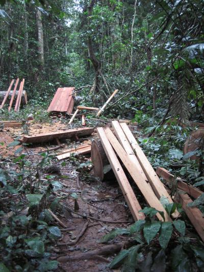 Illegal Logging