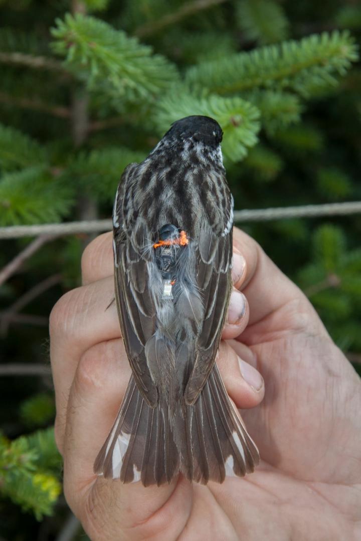 A Blackpoll Warbler Is Outfitted with a Tiny Tracking Backpack