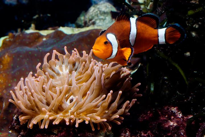 Anemonefish Dad