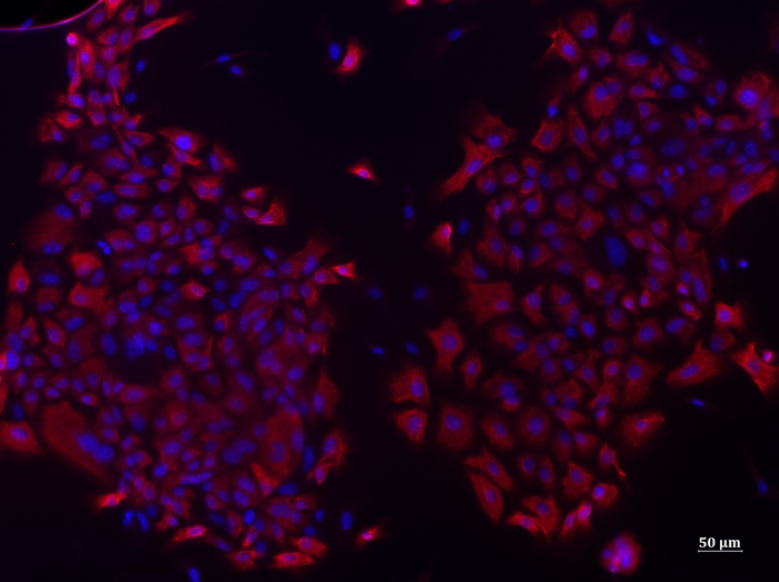 Airway basal cells from an animal model in culture.