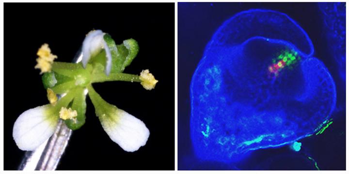 Foral Stem Cells 