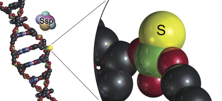 SMART Researchers Uncover New Anti-Phage Defence Mechanisms in Bacteria