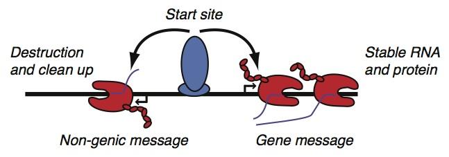 A Unified Model for How DNA Is Read